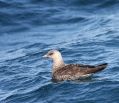 Pomarine Jaeger